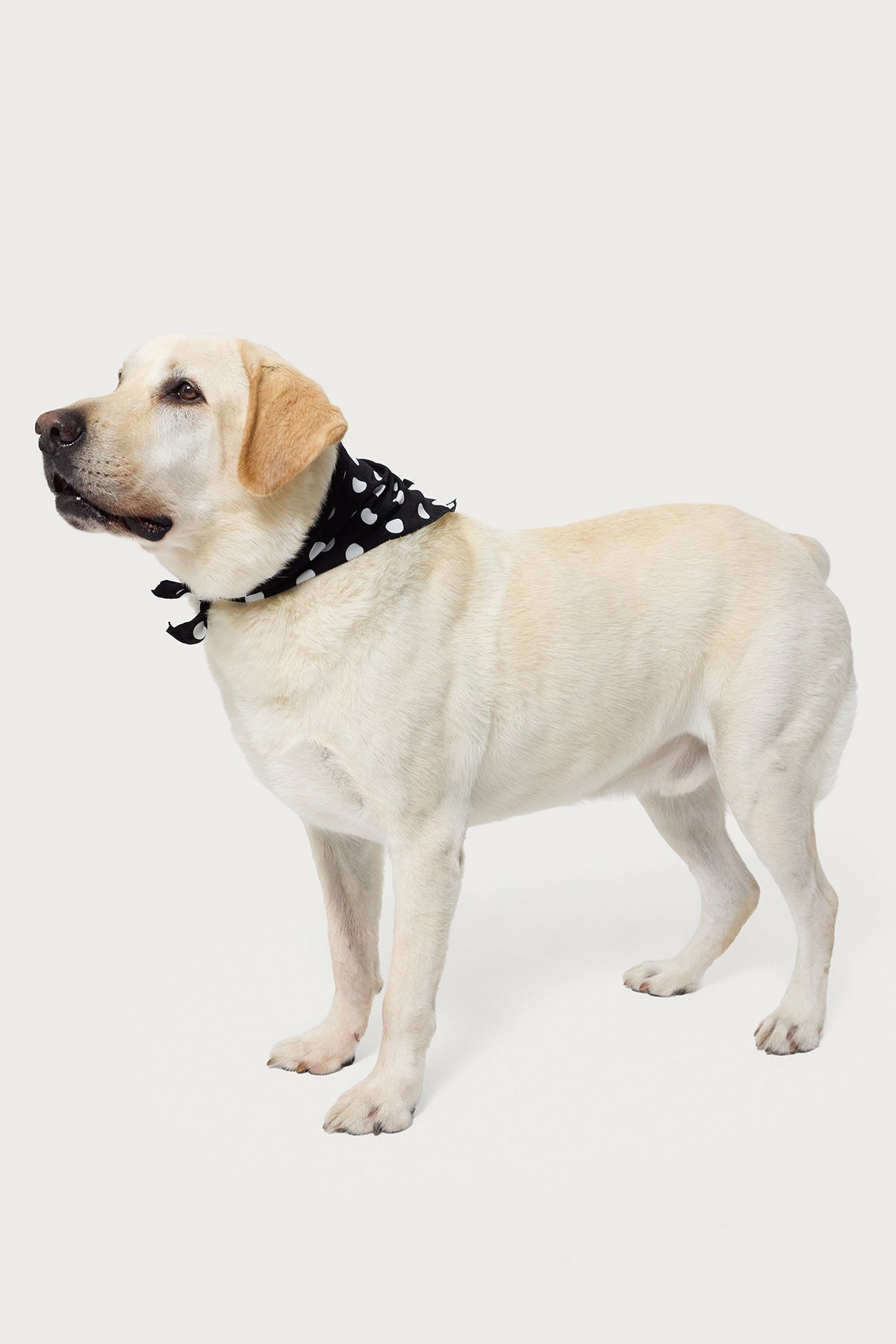 Pawka Dot Edikted Pet Bandana
